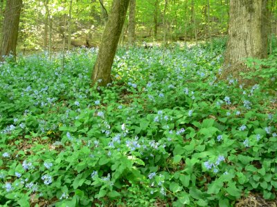 Blue Bells