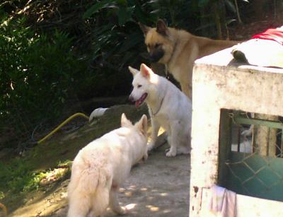 Guapimirim:  os Cachorros da Graa  PIC03056.JPG