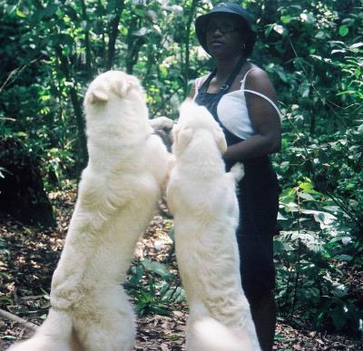 Os Cachorros na Chacara da Graa 000017.JPG