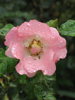 Rose Dewy Pink.JPG