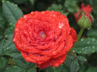 Rose Dewy Red.JPG