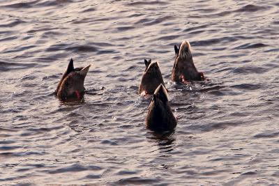 four ducks.jpg
