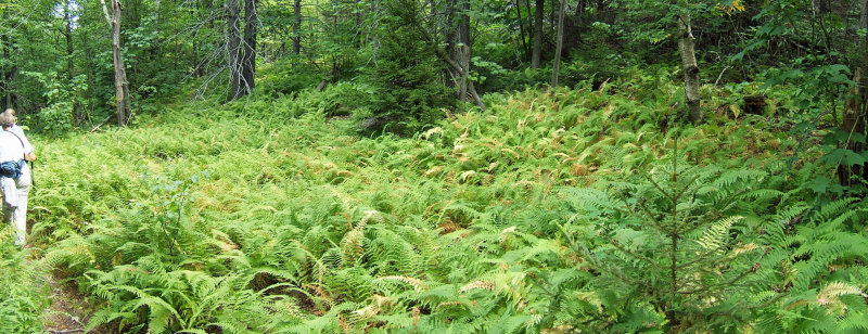 hiking thru ferns.JPG