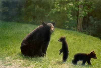 Deans bears 8 12 08 1050.jpg