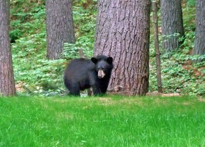 130 bear watching.jpg