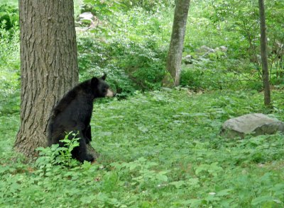 180 black bear.jpg