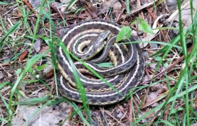 snake on trail.jpg