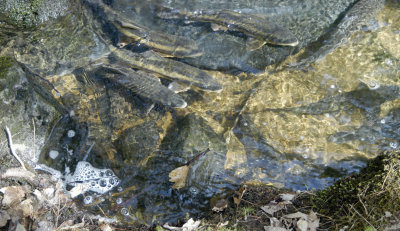 DSC_2690a.jpg