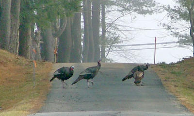 turkey on Sinclair Lane.jpg