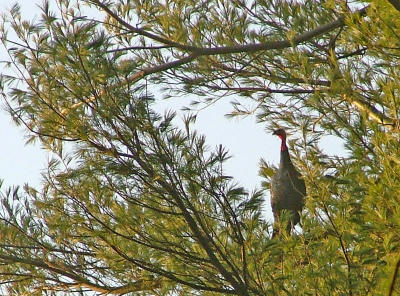 turkey up in tree.jpg