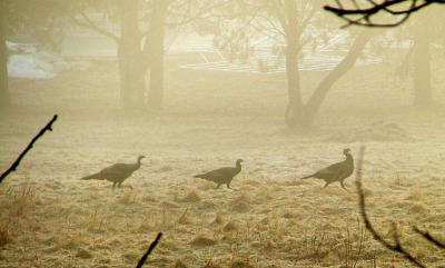 three turkeys in fog.jpg