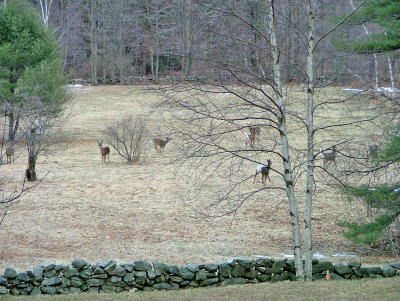 deer in orchard 8 or 9.jpg