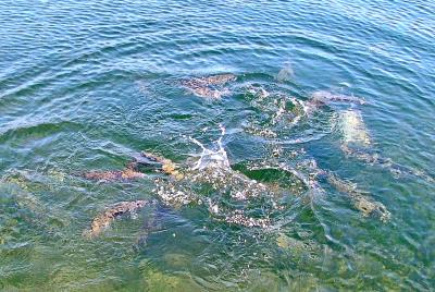 40 feeding frenzy.jpg