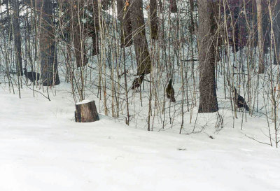 turkeys in woods 1050.jpg