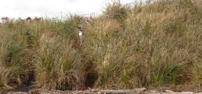 Magellanic Penguin