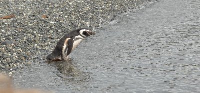 Magellanic Penguin