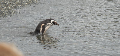 Magellanic Penguin