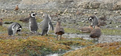 Magellanic Penguins and Skuas