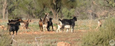 DSC_9295 Feral Goats.jpg