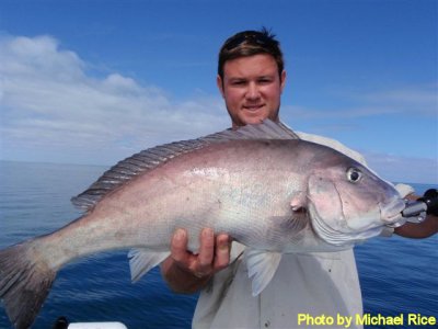 P7210241 caught near Buderim Island.jpg