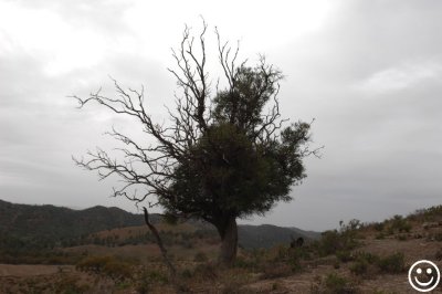 DSC_9600 Bullock Bush.jpg