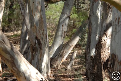 DSC_0045 Wilpena river red gums.jpg