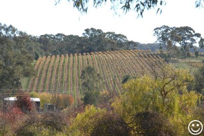DSC_0679 Kilikanoon vines Clare South Australia.jpg