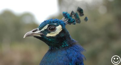 DSC_0797 Barossa Peacock.jpg