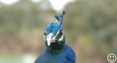 DSC_0799 Peacock.jpg