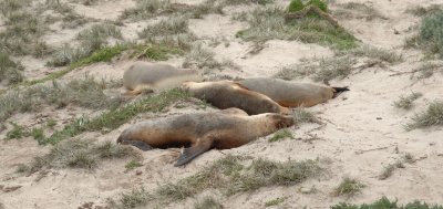 aaDSC_1149 Sleeping sea lions Kangaroo Island South Australia.jpg