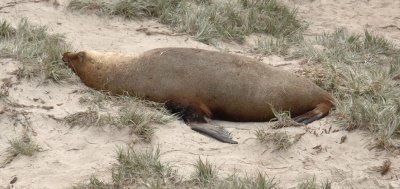 aaDSC_1152 sleeping male sea lion Kangaroo Island South Australia.jpg