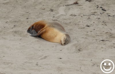 aaDSC_1154 sleeping sea lion Kangaroo Island South Australia.jpg