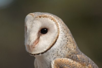 aaDSC_1334 Barn owl.jpg