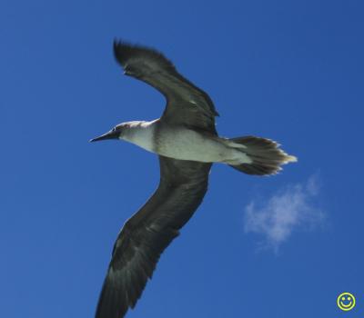 christmas island booby bird