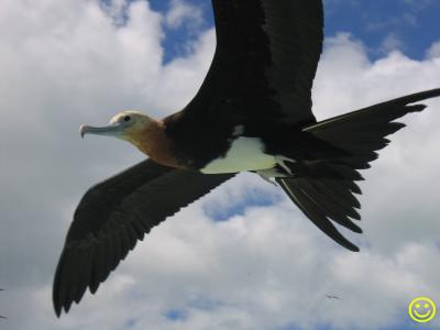 another frigatebird