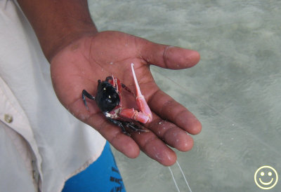 IMG_0883 Kuritaro with Kiritimati red claw crab.jpg