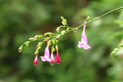 After the rain