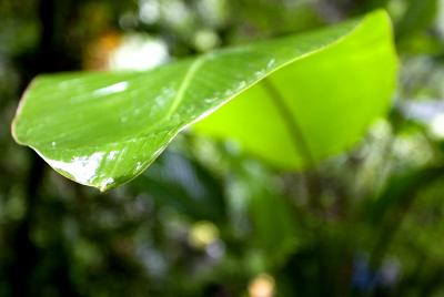 Leaves.jpg