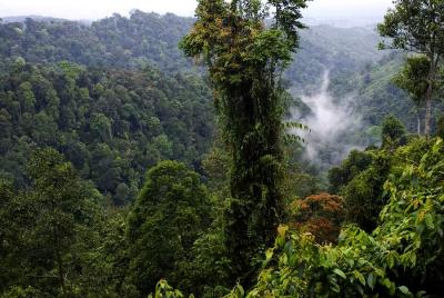 Forest-2.jpg