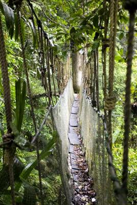 Canopy trail.jpg