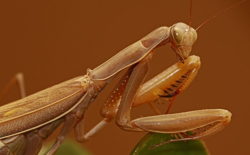 Praying mantis 3277