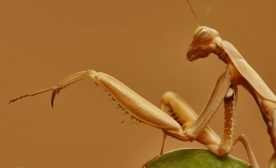 Praying mantis 3184