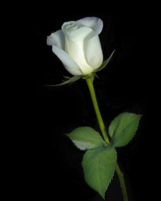 A-White-Rose