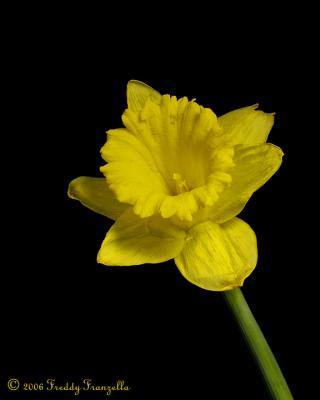 Daffodil