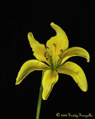 Yellow-Lily