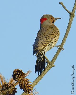 Northern-Flicker