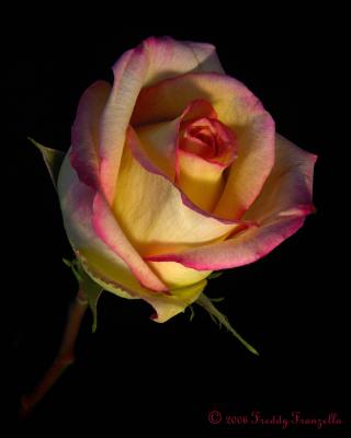 Red-Yellow-Rose