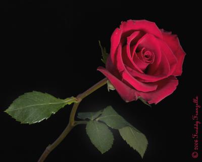Red-Red-Rose