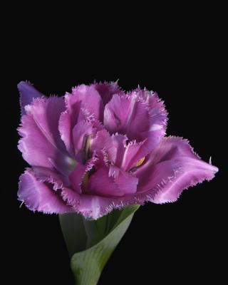 Tulip-