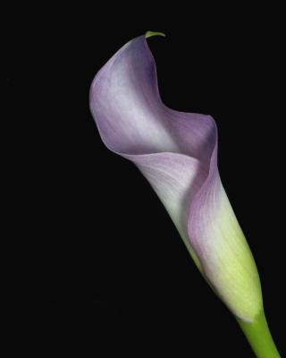 Purple-Calla-Lily-